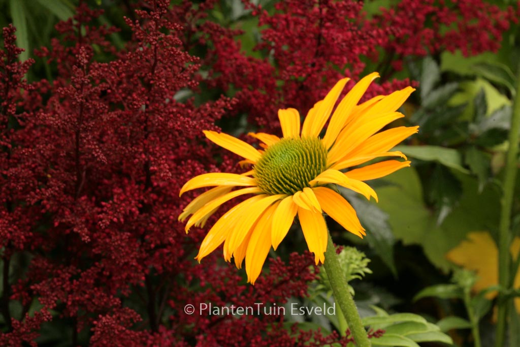 Echinacea purpurea ‚Now Cheesier‘