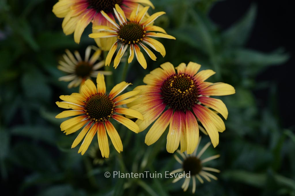 Echinacea purpurea ‚Parrot‘