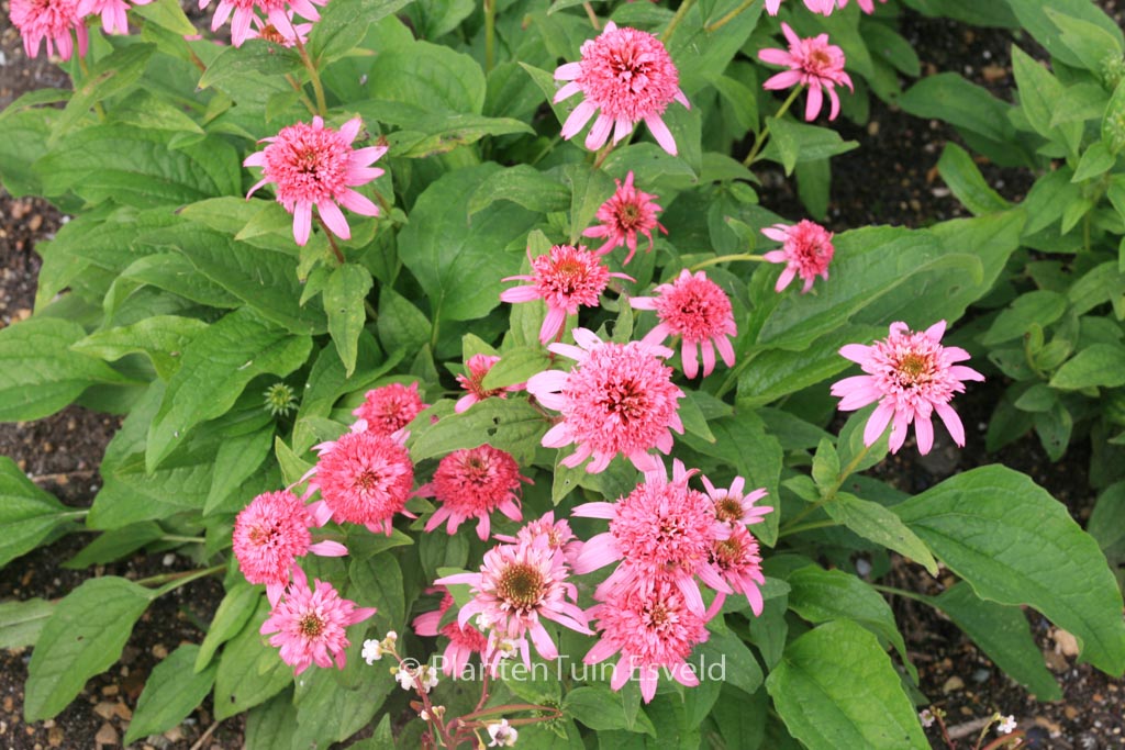 Echinacea purpurea ‚Pink Double Delight‘