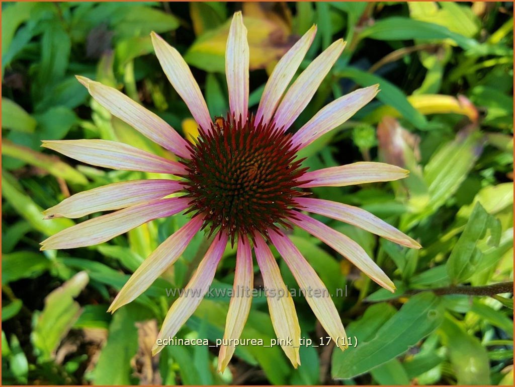 Echinacea purpurea ‚Pink Tip‘