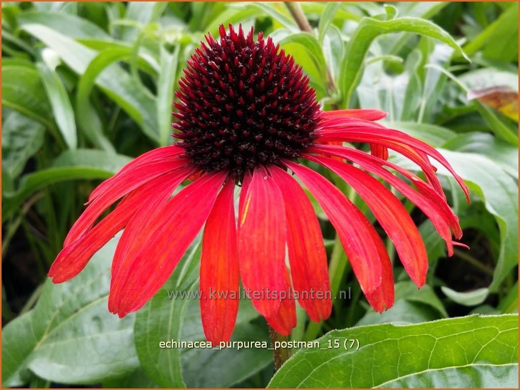 Echinacea purpurea ‚Postman‘