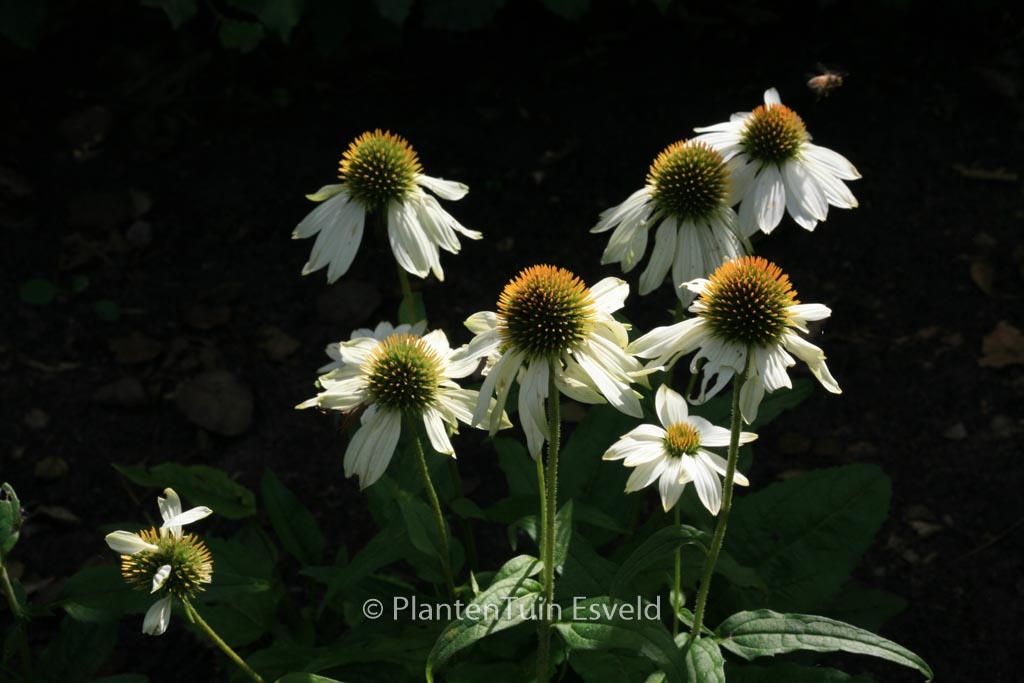 Echinacea purpurea ‚Pow Wow White‘