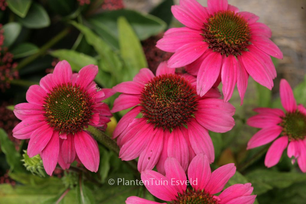Echinacea purpurea ‚Pow Wow Wild Berry‘