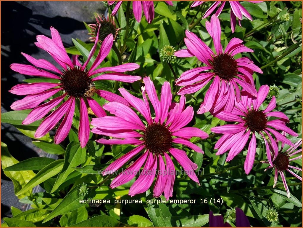 Echinacea purpurea ‚Purple Emperor‘