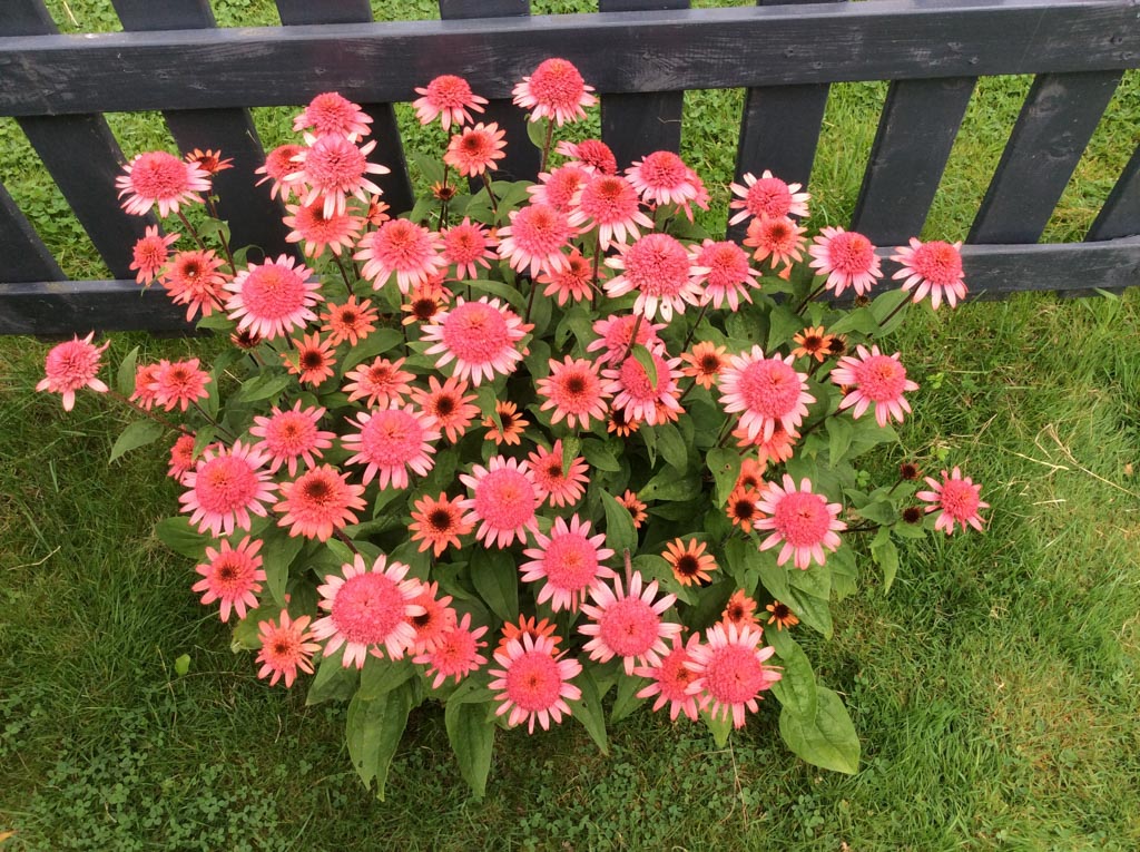 Echinacea purpurea ‚Raspberry Truffle‘