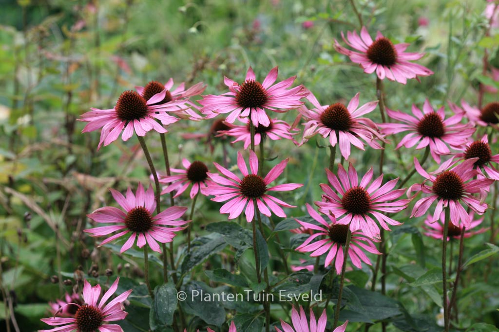 Echinacea purpurea ‚Rubinstern‘