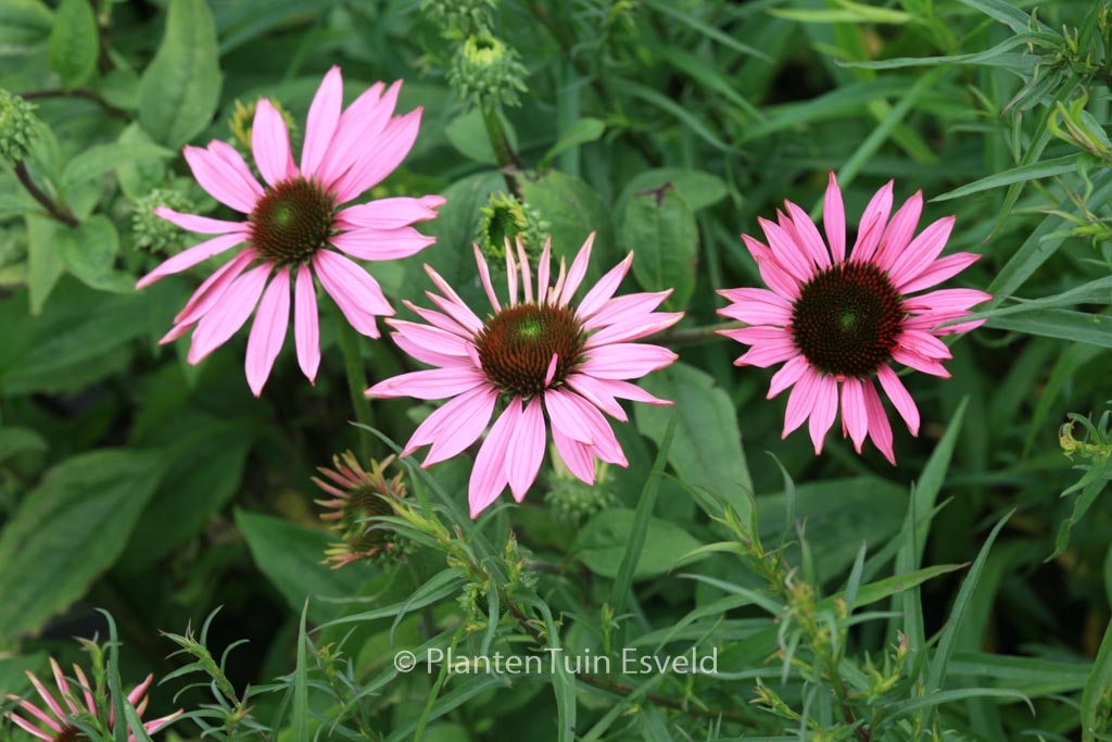 Echinacea purpurea ‚Ruby Giant‘