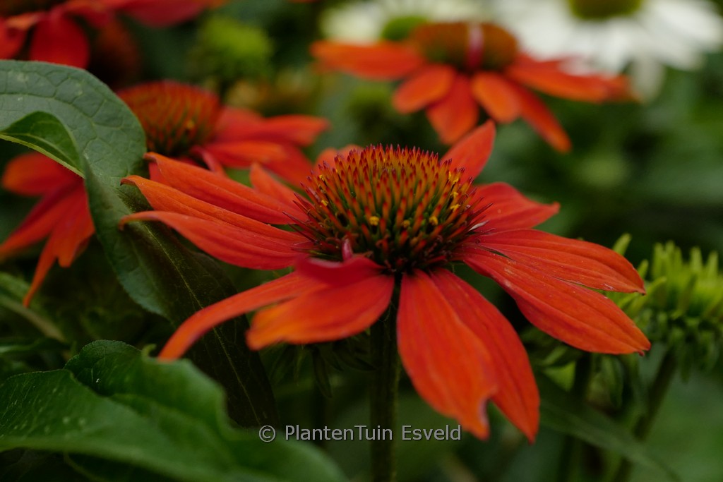 Echinacea purpurea ‚SOMBRERO Adobe Orange‘