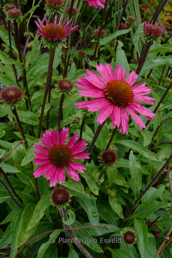 Echinacea purpurea ‚Sensation Pink‘