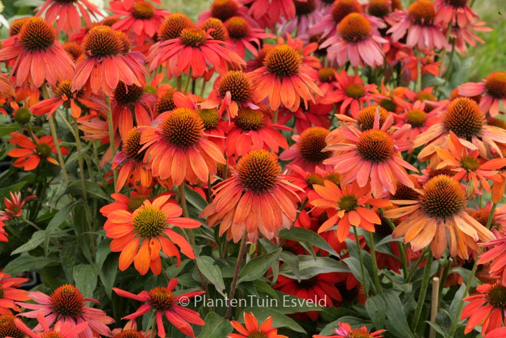 Echinacea purpurea ‚Sombrero Adobe Orange‘