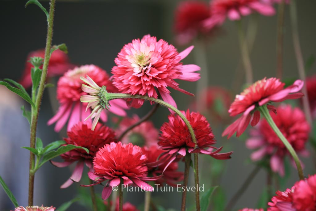Echinacea purpurea ‚Southern Belle‘