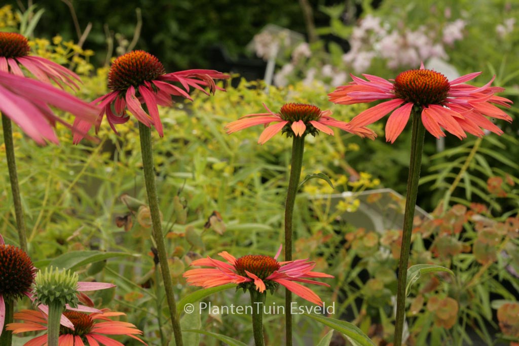 Echinacea purpurea ‚Summer Cocktail‘