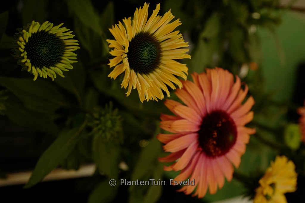 Echinacea purpurea ‚SunSeekers Rainbow‘