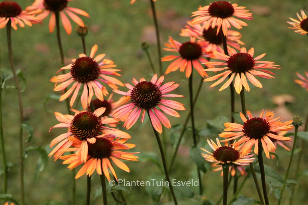 Echinacea purpurea ‚Sundown‘