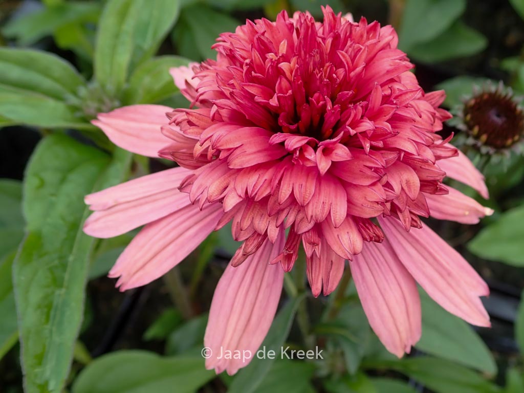 Echinacea purpurea ‚Supreme Flamingo‘