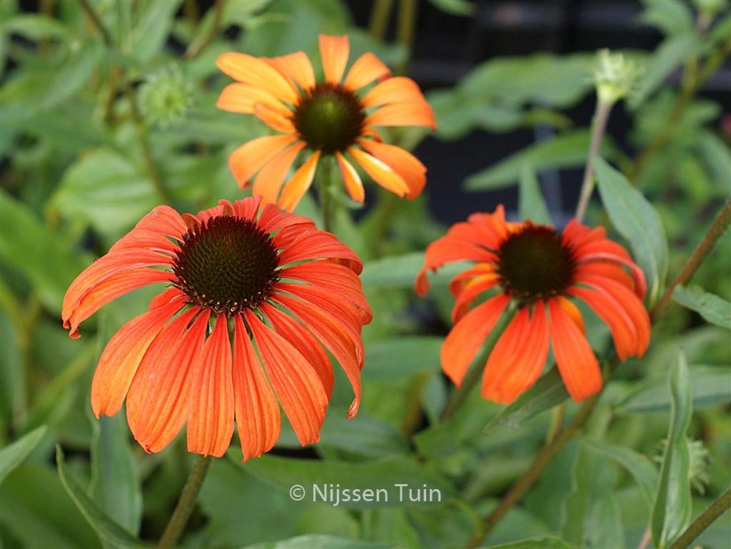 Echinacea purpurea ‚Tangerine Dream‘