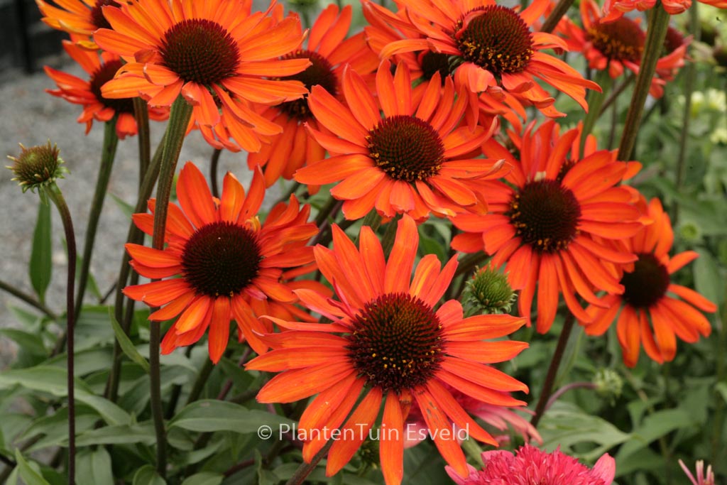 Echinacea purpurea ‚Tiki Torch‘