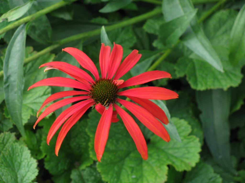 Echinacea purpurea ‚Tomato Soup‘