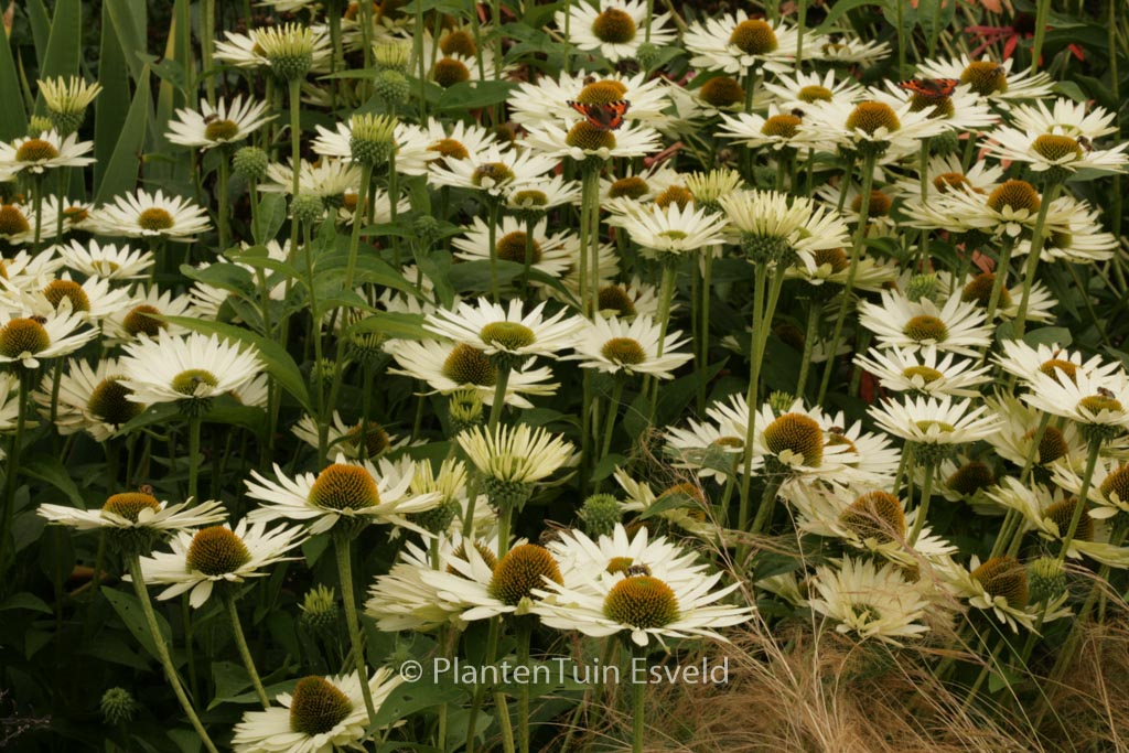 Echinacea purpurea ‚Virgin‘