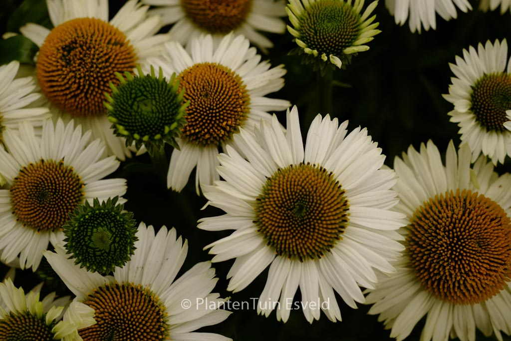 Echinacea purpurea ‚White Meditation‘