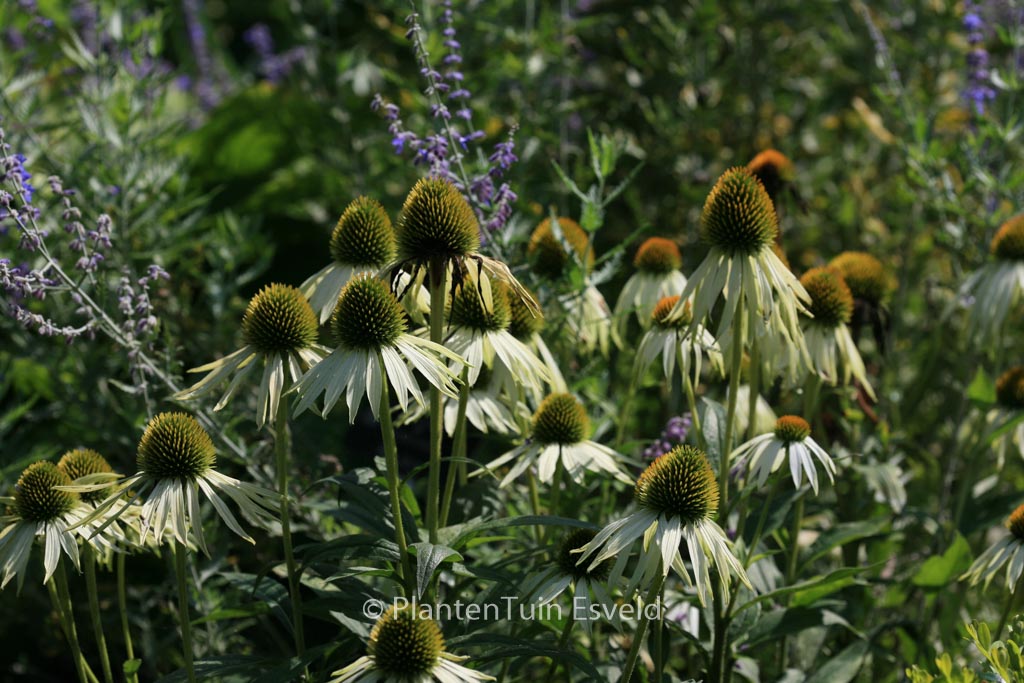 Echinacea purpurea ‚White Swan‘