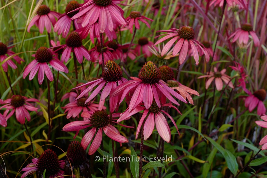 Echinacea tennesseensis ‚Glowing Dream‘
