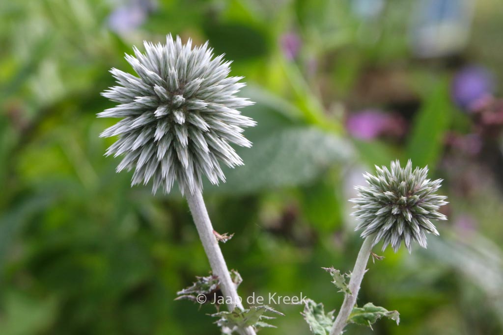 Echinops bannaticus ‚Star Frost‘