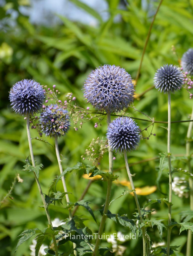 Echinops ritro ‚Veitch’s Blue‘