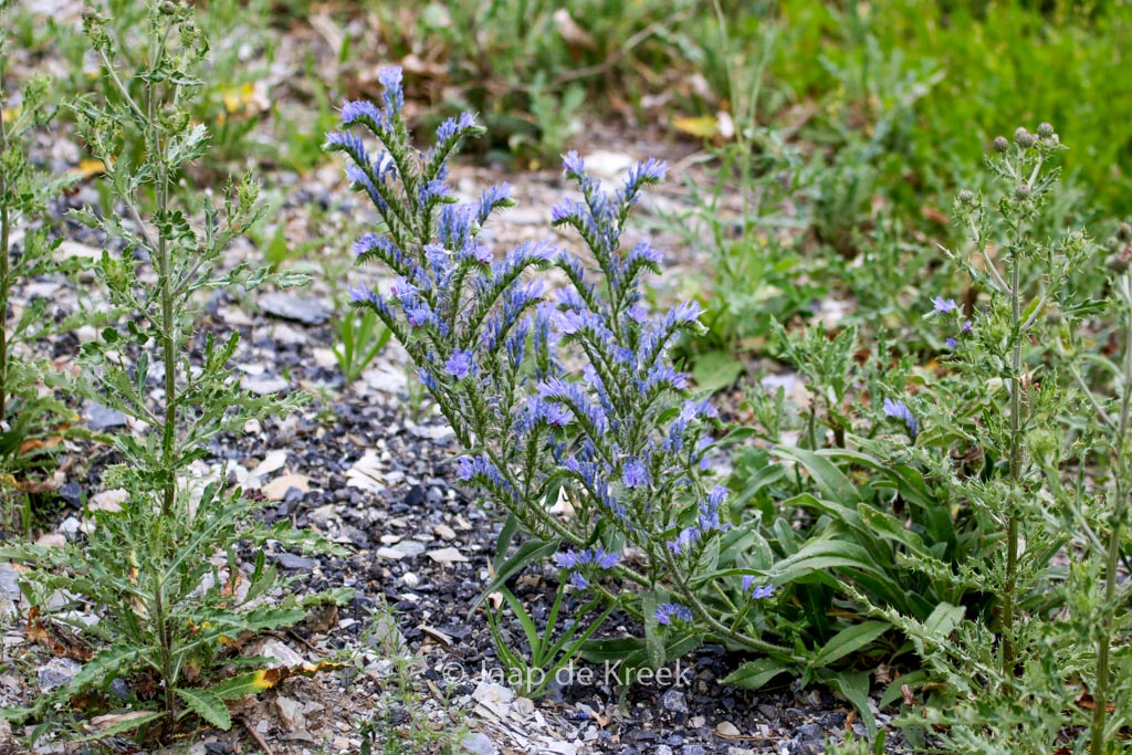 Echium vulgare