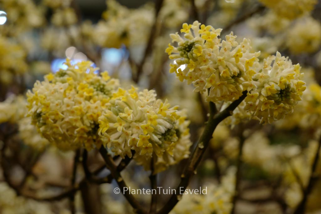 Edgeworthia chrysantha ‚Grandiflora‘