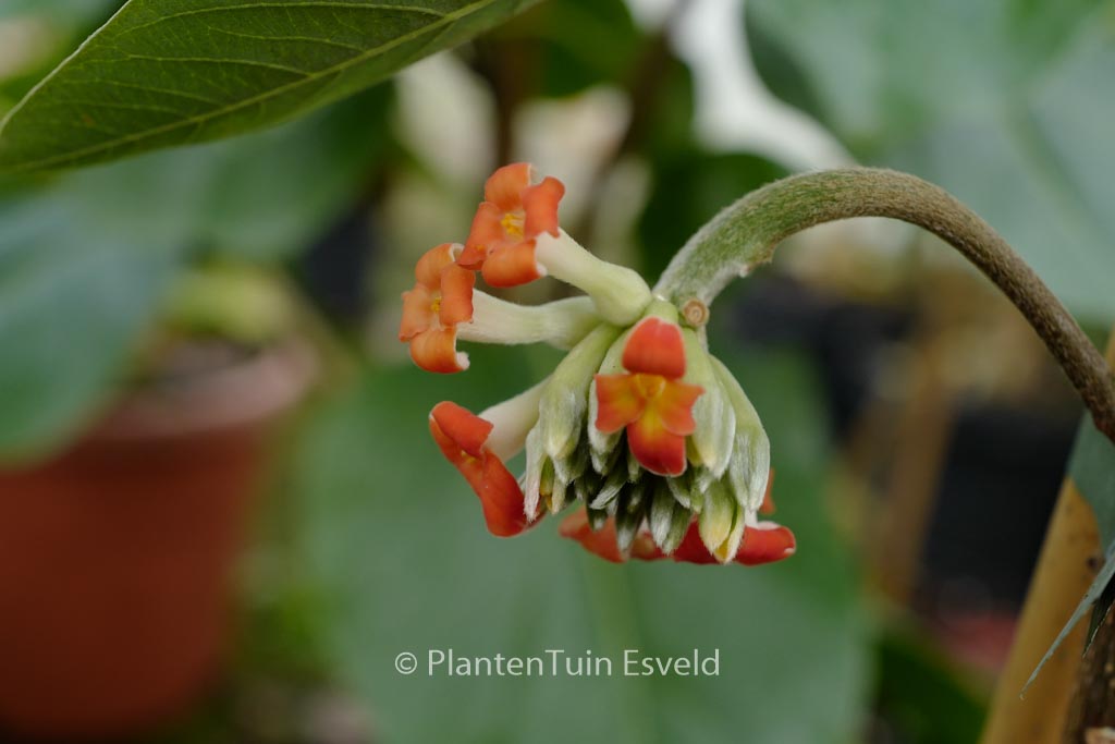 Edgeworthia chrysantha ‚Red Dragon‘