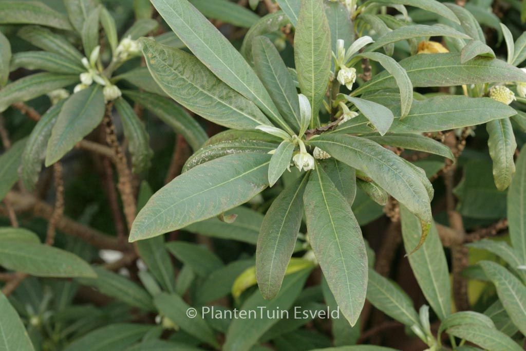 Edgeworthia chrysantha