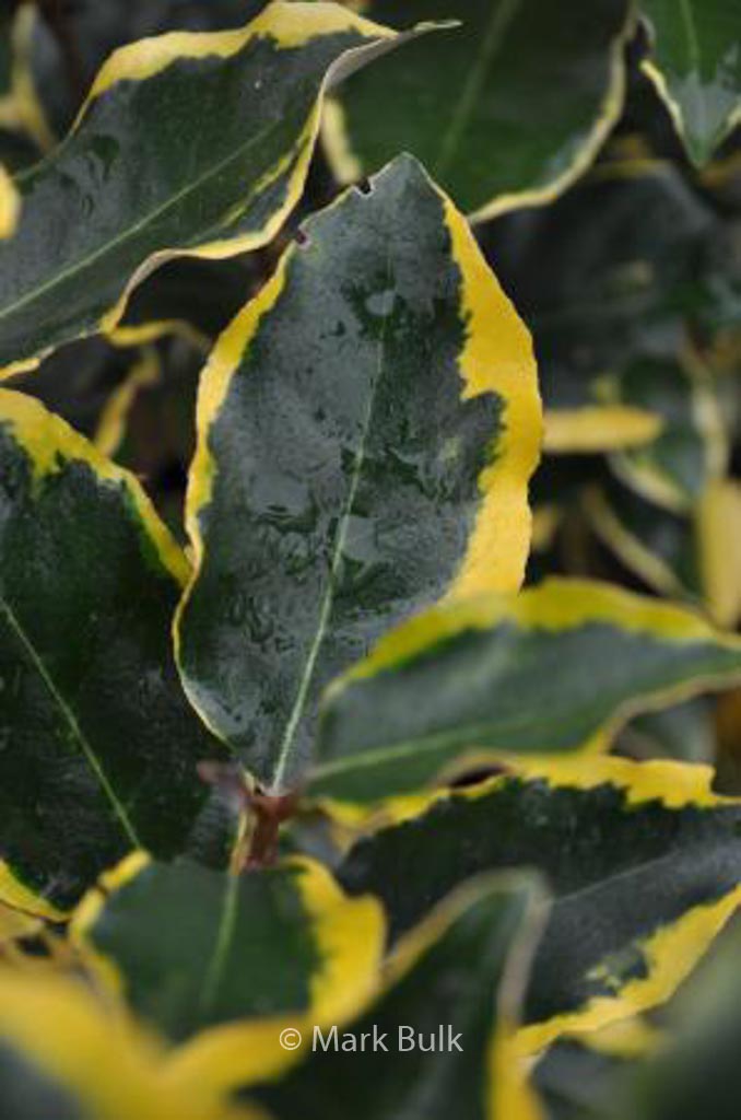 Elaeagnus ebbingei ‚Chalef‘ (VIVELEG)
