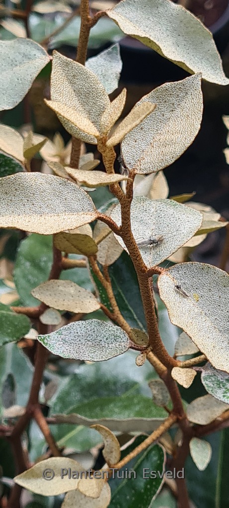 Elaeagnus ebbingei ‚Compacta‘