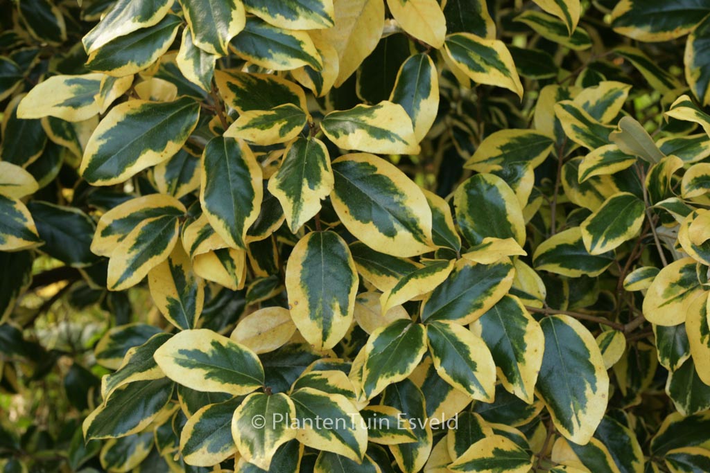 Elaeagnus ebbingei ‚Gilt Edge‘