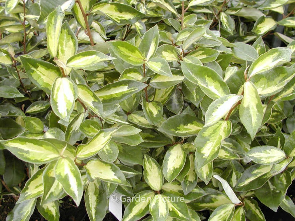 Elaeagnus ebbingei ‚Lemon Ice‘