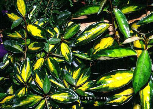 Elaeagnus ebbingei ‚Limelight‘