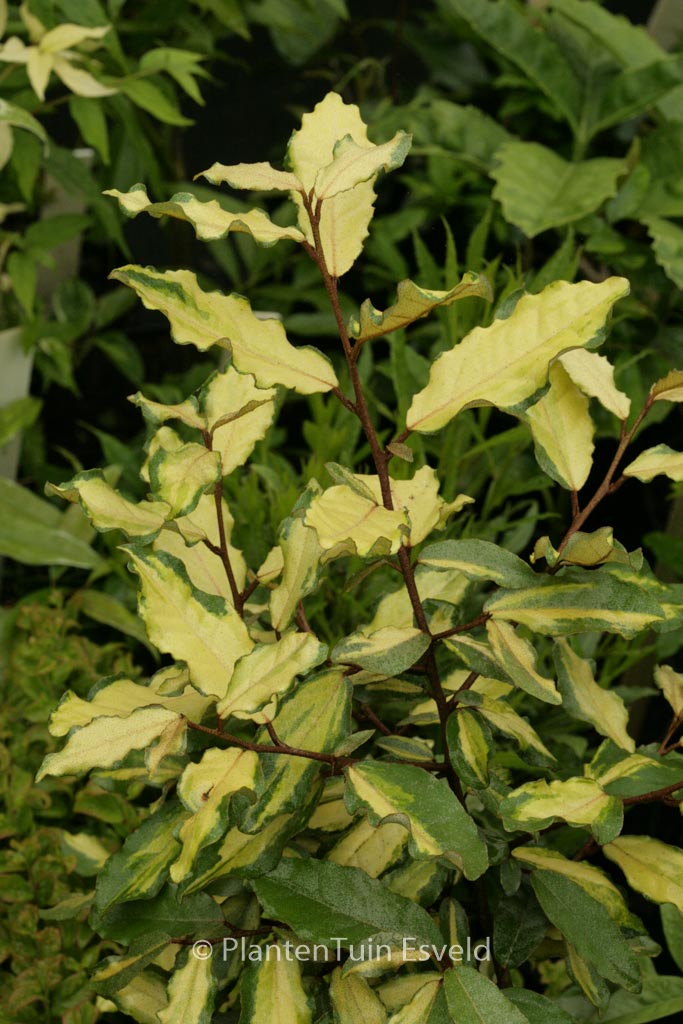Elaeagnus pungens ‚Frederici‘