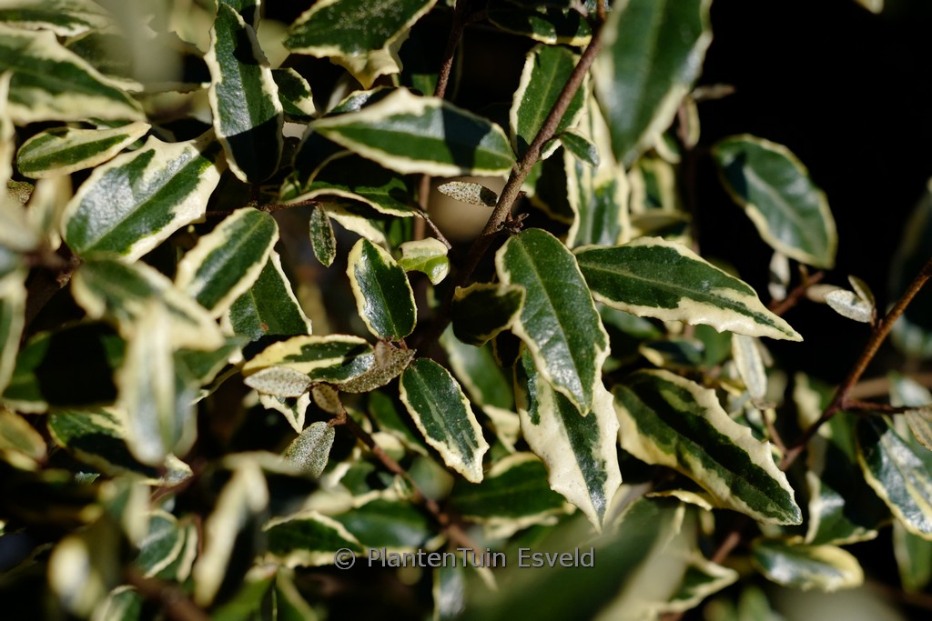 Elaeagnus pungens ‚Hosuba fukurin‘