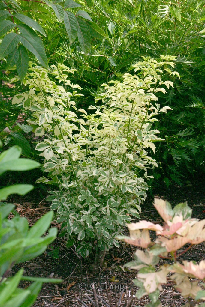 Eleutherococcus sieboldianus ‚Variegatus‘