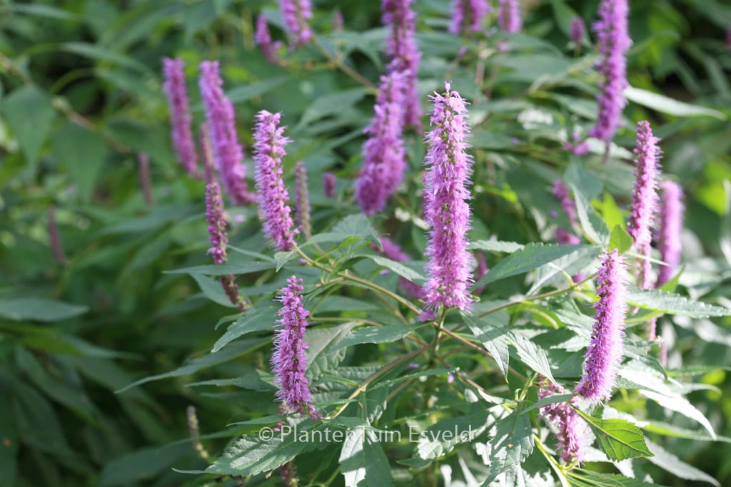 Elsholtzia stauntonii