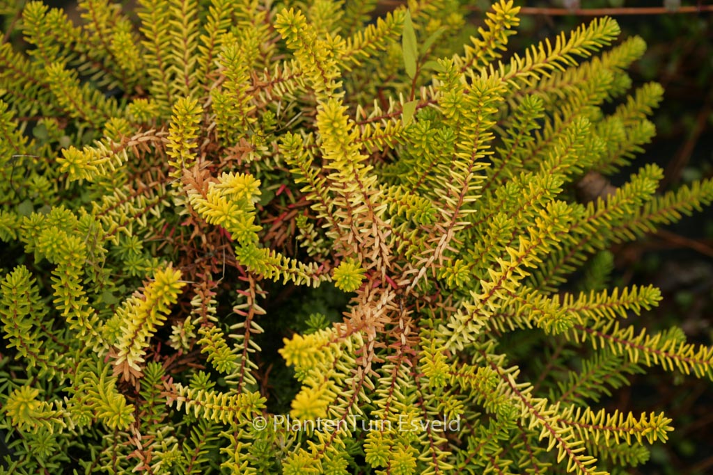 Empetrum nigrum ‚Zitronella‘