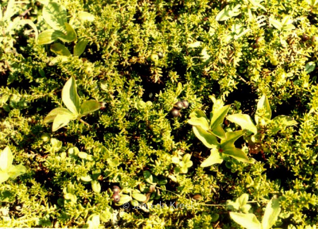 Empetrum nigrum hermaphroditum