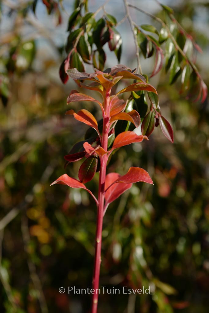 Enkianthus campanulatus ‚Green Shades‘