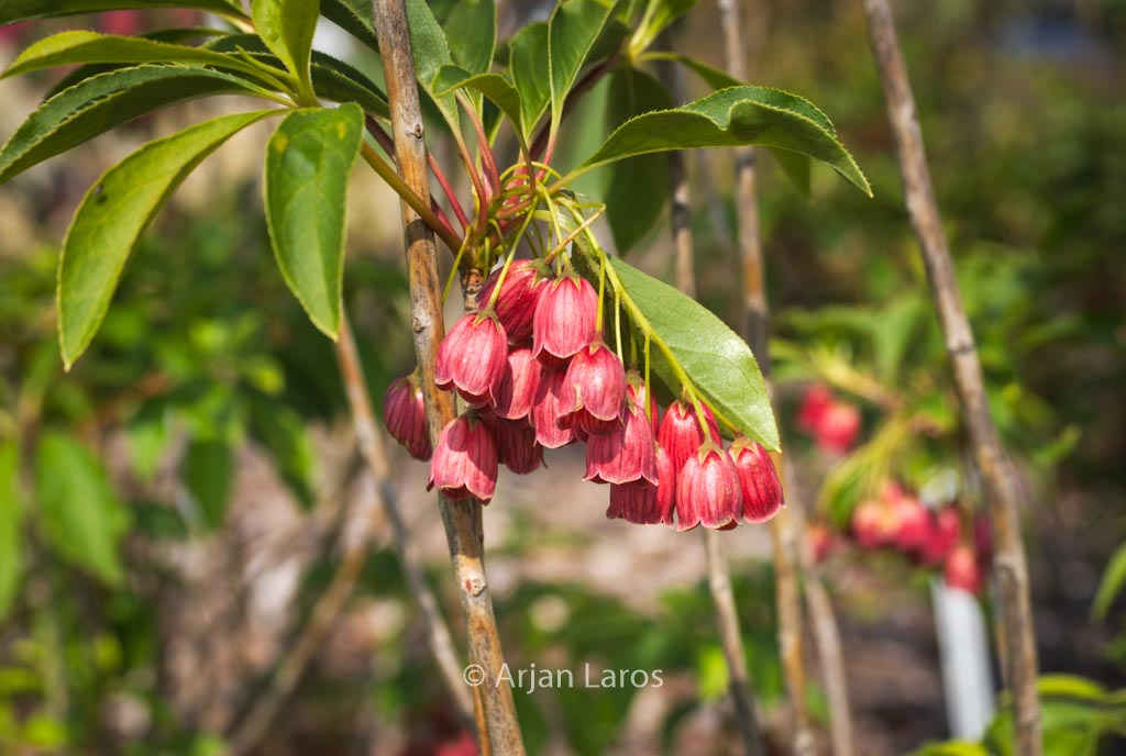 Enkianthus campanulatus ‚Miyama beni‘