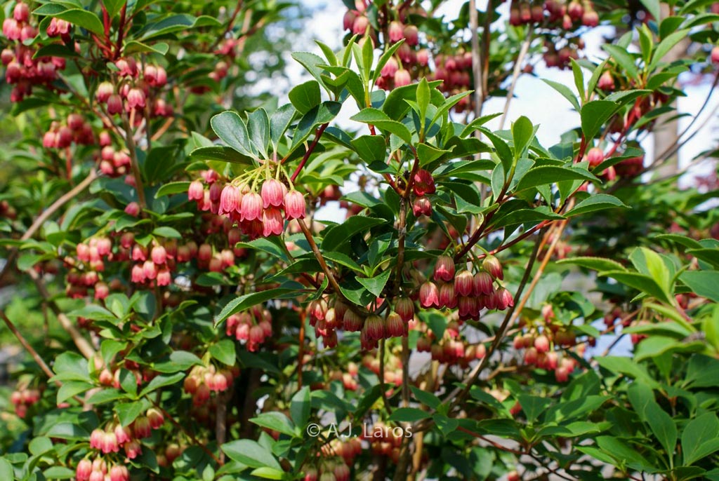 Enkianthus campanulatus ‚Pagode‘