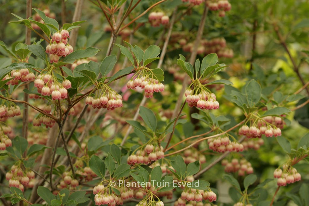Enkianthus campanulatus ‚Princeton Red Bells‘