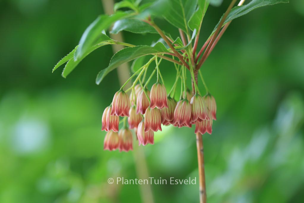Enkianthus campanulatus ‚Red Velvet‘