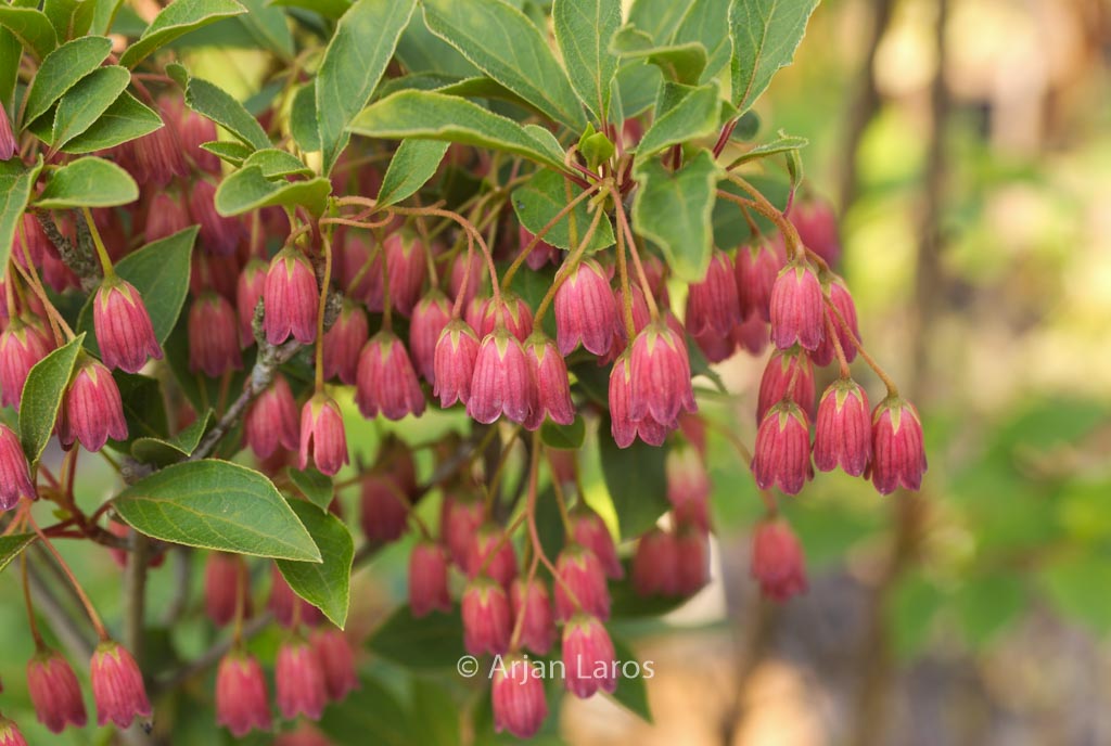 Enkianthus campanulatus ‚Ruby Glow‘