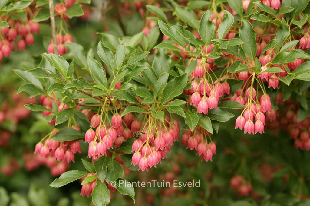 Enkianthus campanulatus ‚Showy Lantern‘